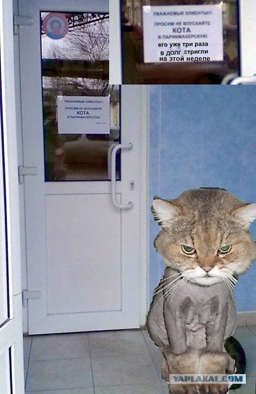 Ты впустил кота