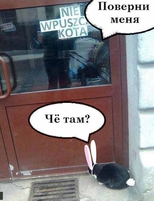 Ты впустил кота