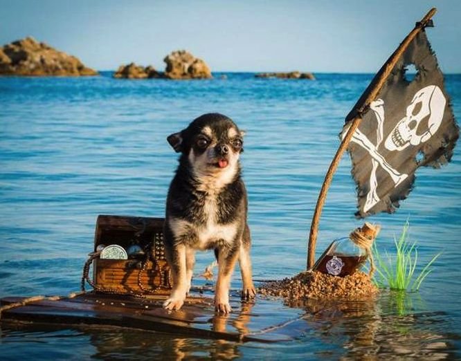 Отпуск собака на море