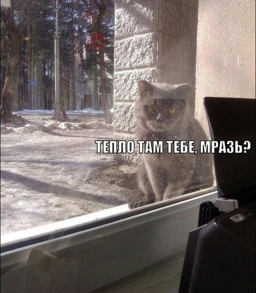 Дорогой ты пустил кота вечером