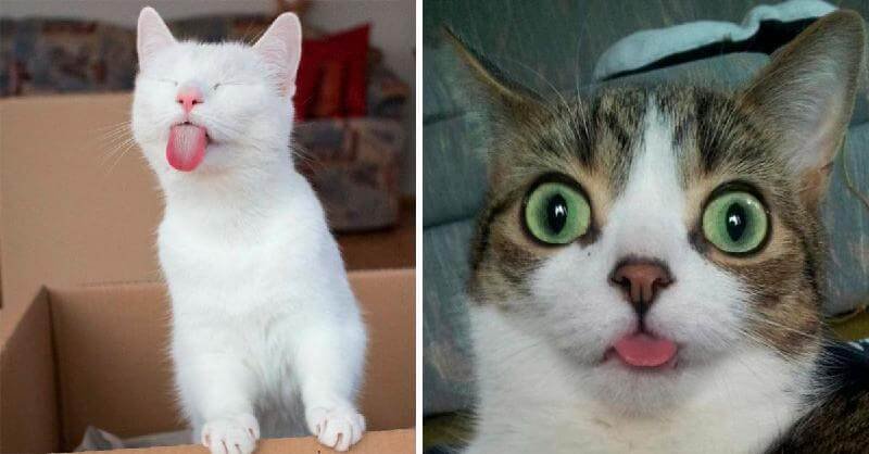 Котик с высунутым языком и выпученными глазами