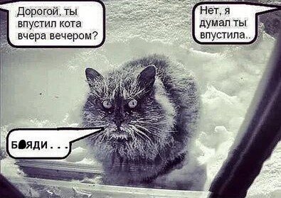 Дорогой ты впустил кота вечером