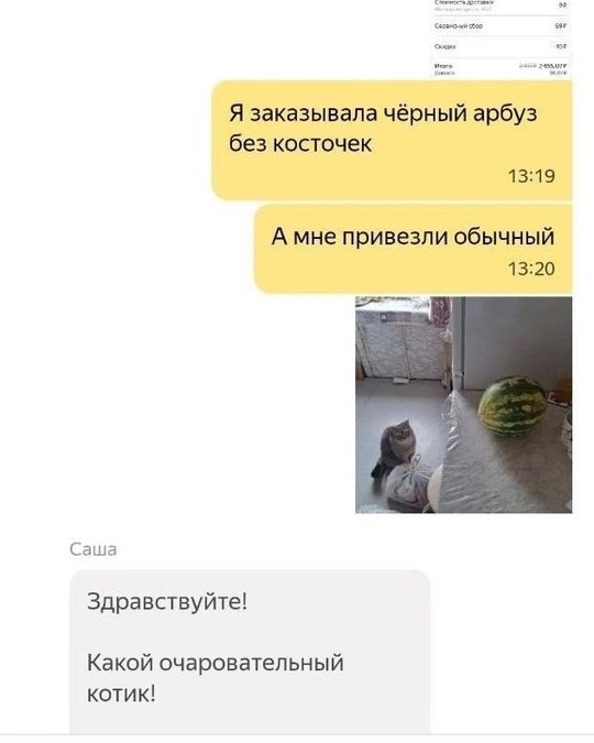 Кот инопланетянин