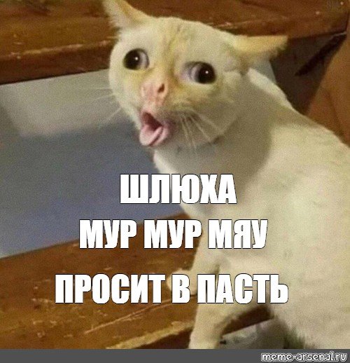 Кот француз Мем
