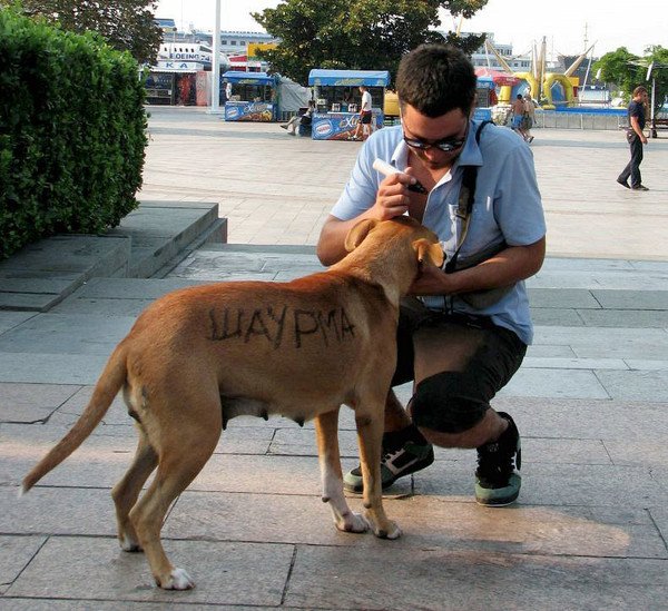 Шаурма из собаки Мем