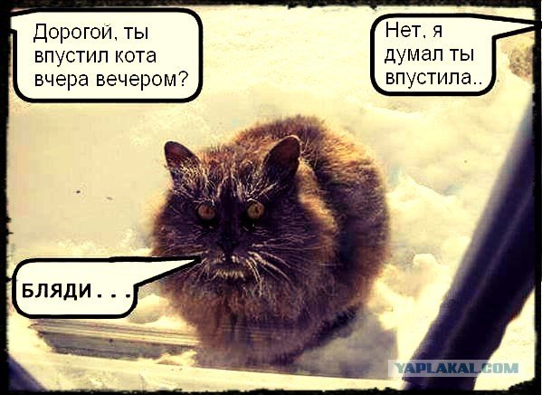 Дорогой ты впустил кота