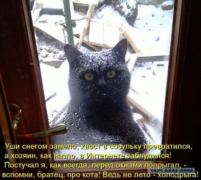 Кот пришел