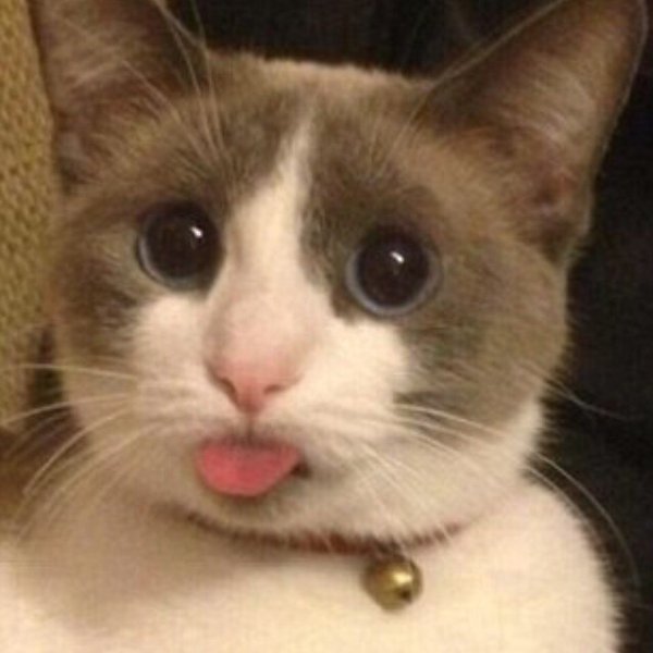Котик с высунутым языком