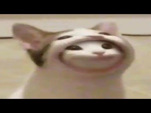 Коты из мемов