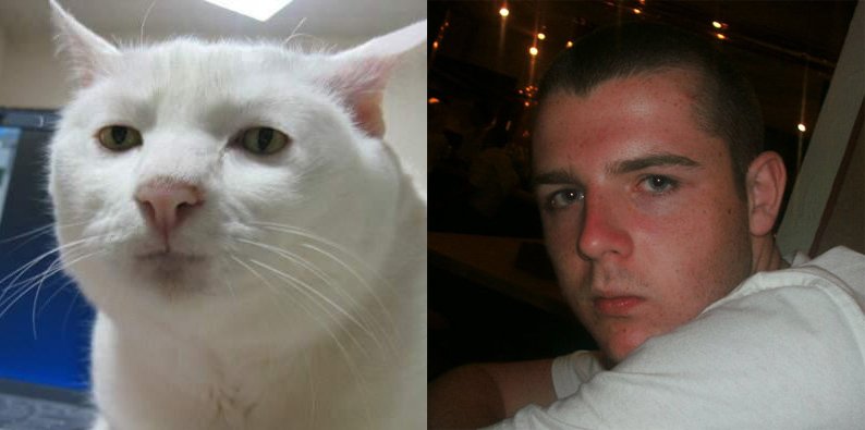 Коты с серьезным лицом