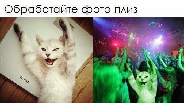 Котик на вечеринке