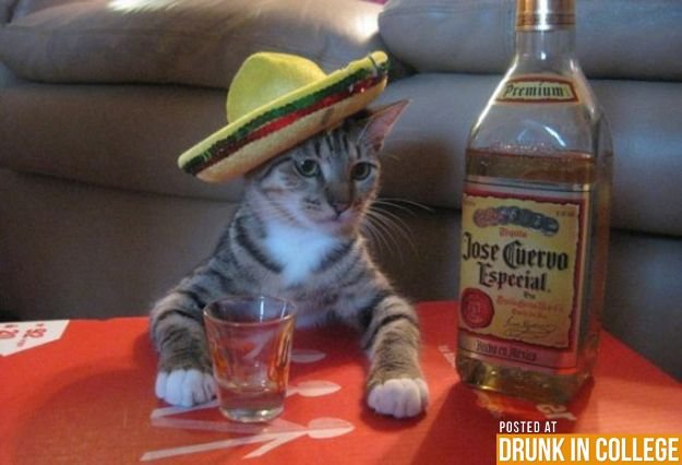 Котики и алкоголь