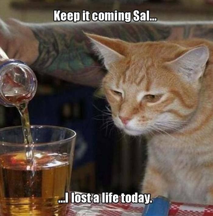 Пьяная кошка