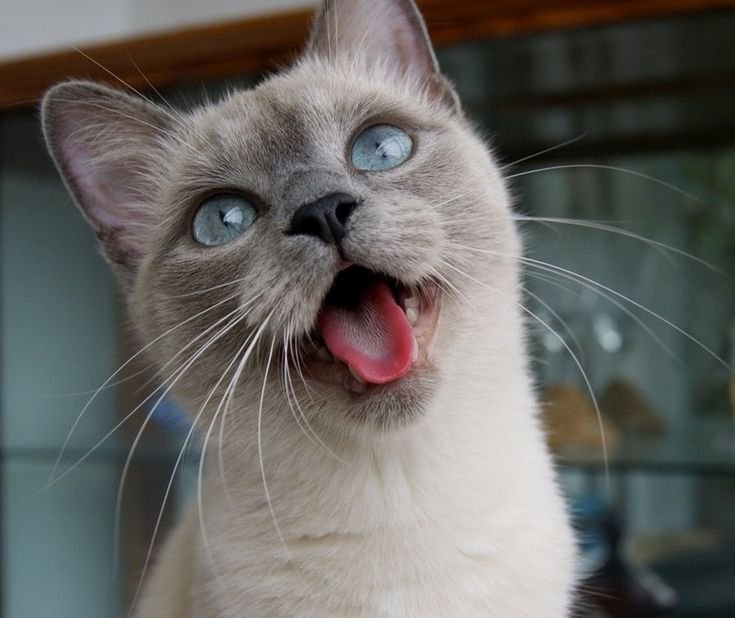 Язычок кота