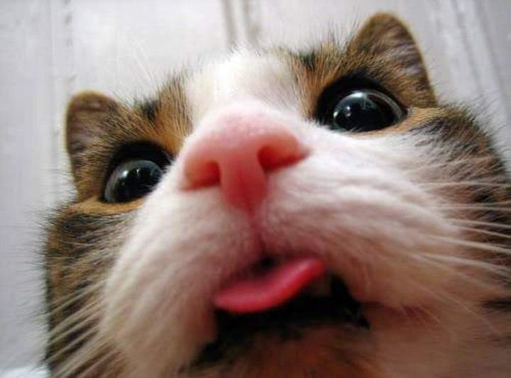 Котенок с высунутым языком милый