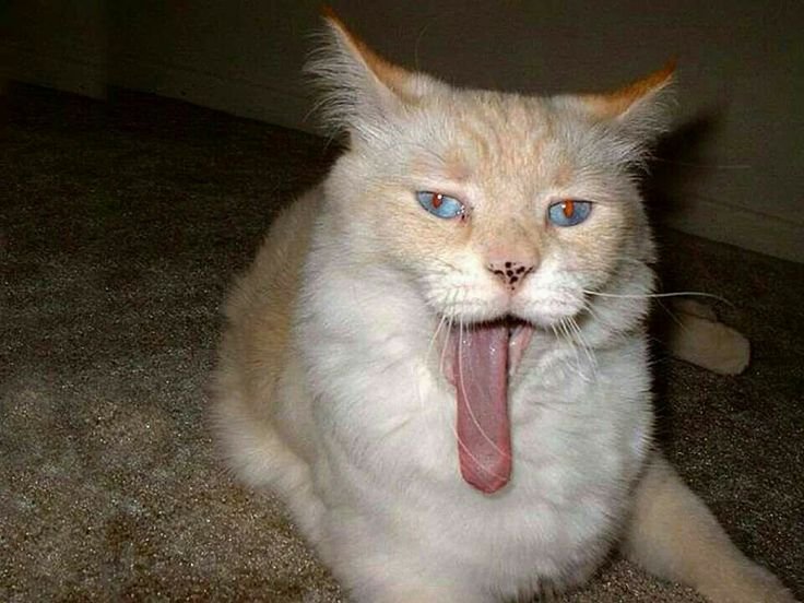 Тупой котик