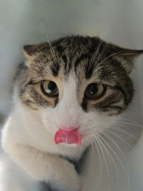 Кот показывает язык белый