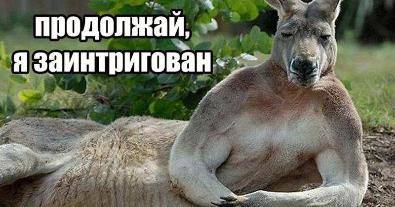 Кенгуру Мем