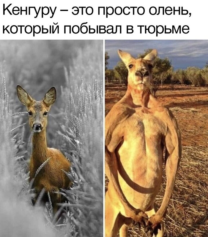 Кенгуру мемы