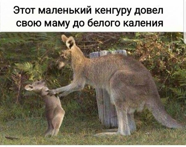 Кенгуру (Macropodidae)