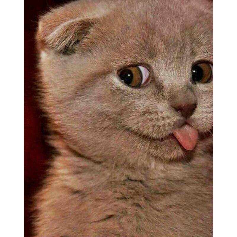 Коты с языком