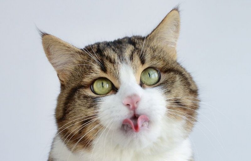 Кот с языком высунутым трубочкой