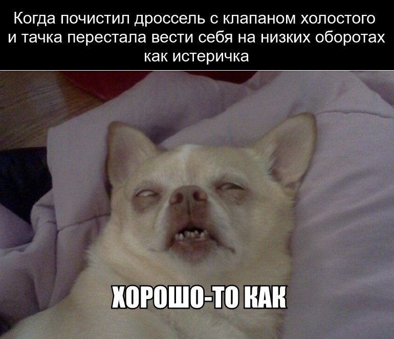 Сонное лицо собаки