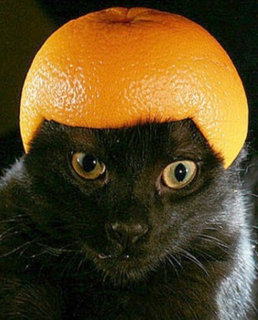 Кот и мандарины
