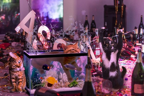 Кошка на тусовке