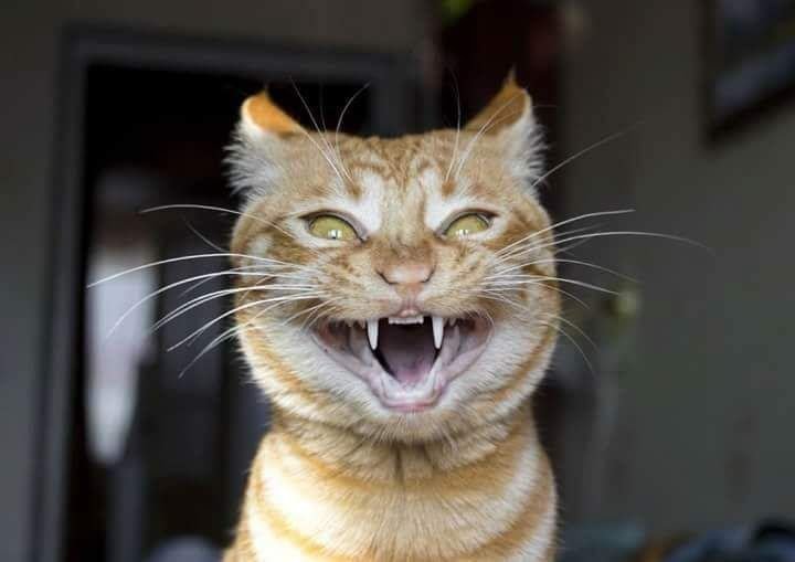 Кот улыбается