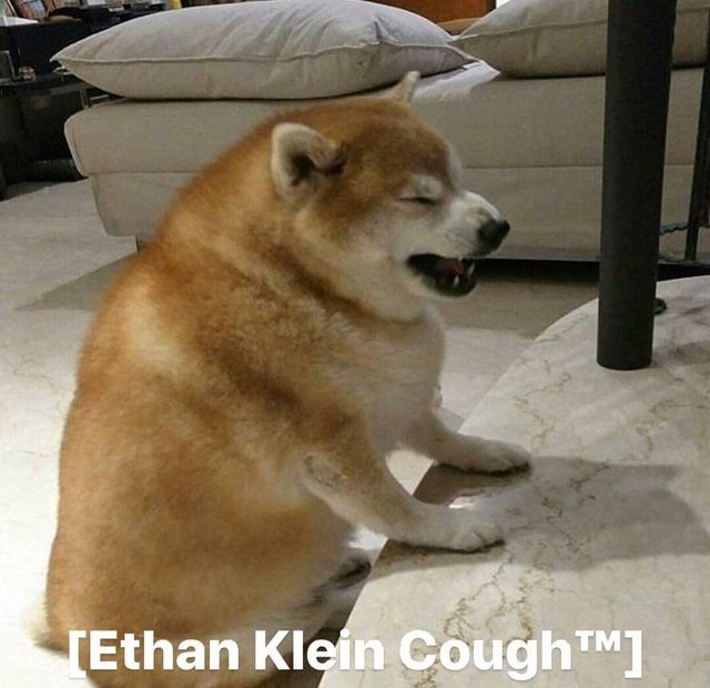 Толстая Акита ину