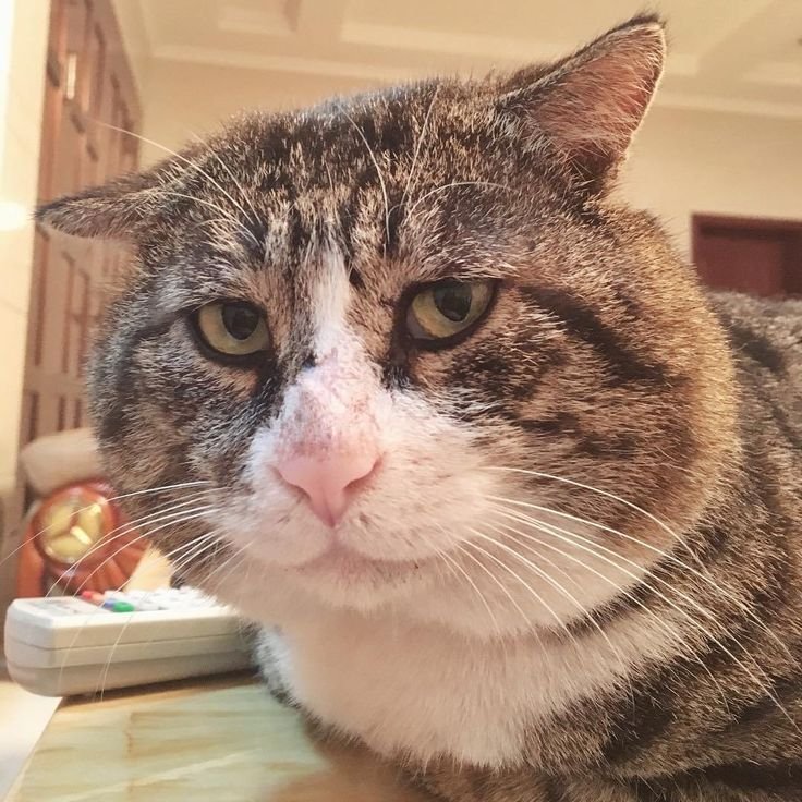 Смешная морда кота