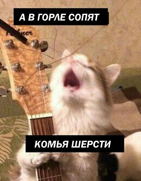 Поющие коты