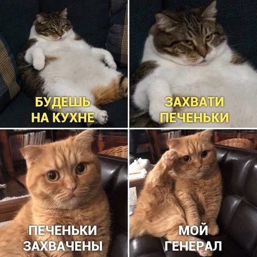 Смешные мемы про котов