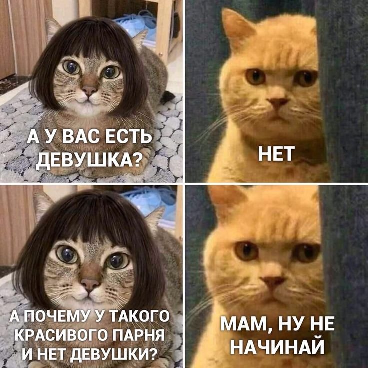 Смешные мемы с котами