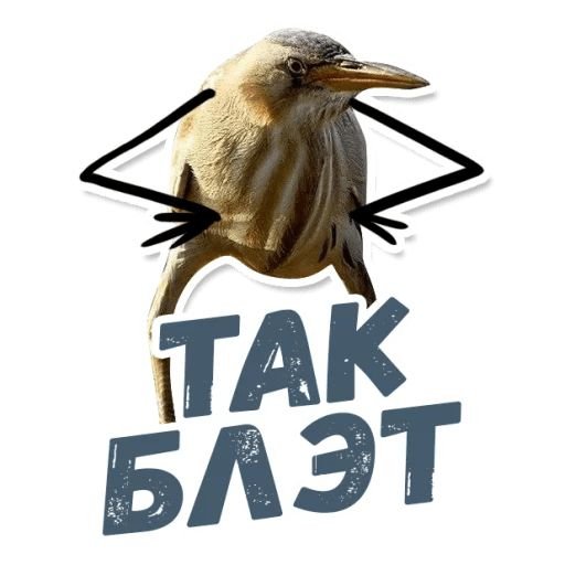 Так блэт птичка