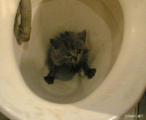 Котенок в унитазе