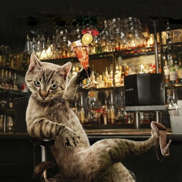 Кот с бокалом