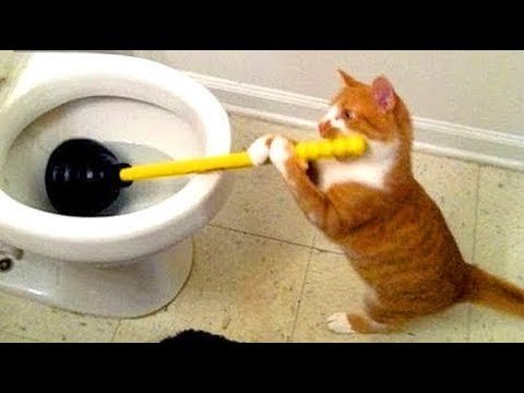 Кот с вантузом