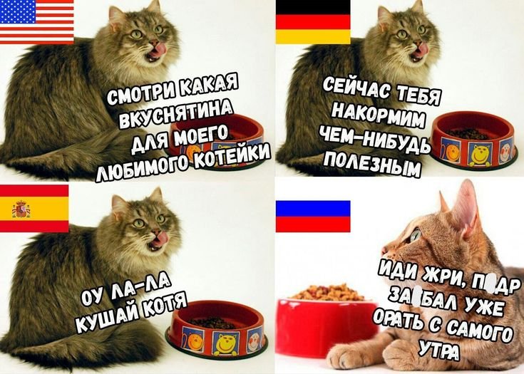 Мемы про котов