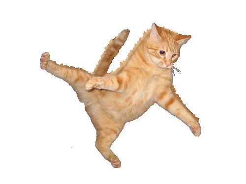 Кот в прыжке за мухой