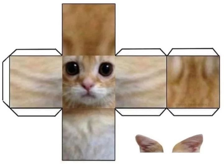 Развёртка котика