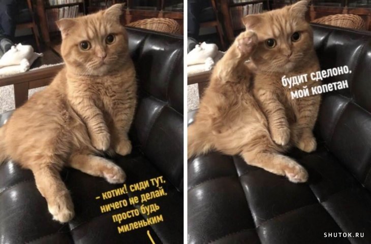 Смешные мемы с котами и надписями