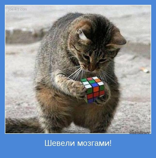 Кот собирает кубик рубик