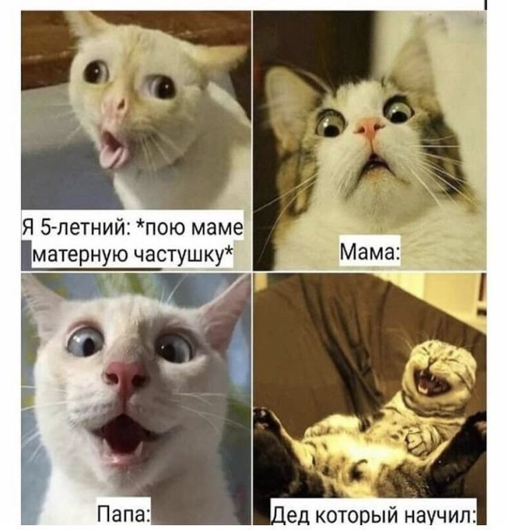 Кот поет Мем