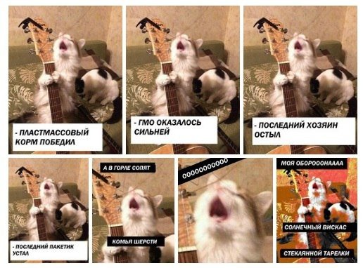 ООО моя оборона Мем с котом