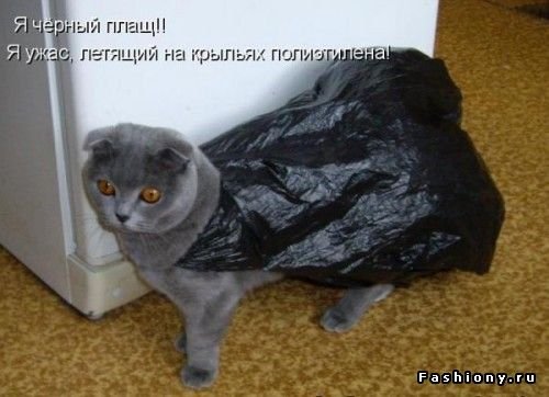 Смешные коты с надписями