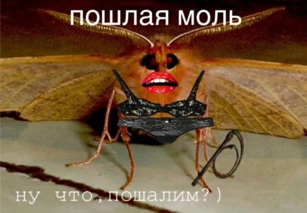 Человек моль