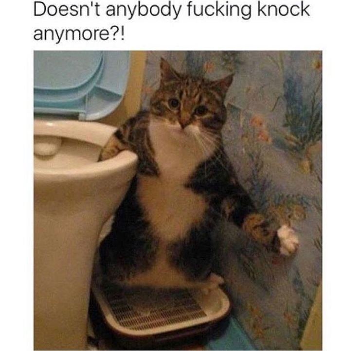 Кот на унитазе