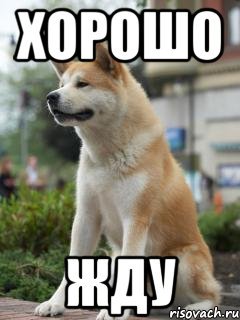 Собака ждет Мем